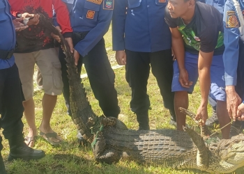 Damkar dibantu warga mengevakuasi buaya sepanjang 2,5 meter yang berhasil ditangkap warga. Foto: dok istimewa/kendarinesia.