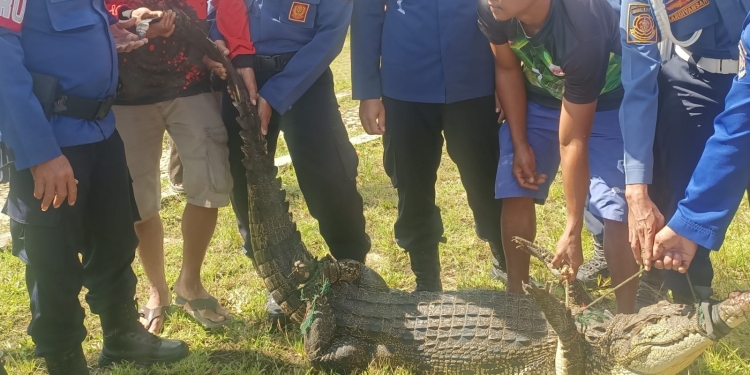Damkar dibantu warga mengevakuasi buaya sepanjang 2,5 meter yang berhasil ditangkap warga. Foto: dok istimewa/kendarinesia.