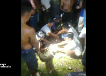 Warga Konsel berhasil menangkap buaya yang masuk ke pekarangan rumah warga. Foto: Dok Istimewa/kendarinesia