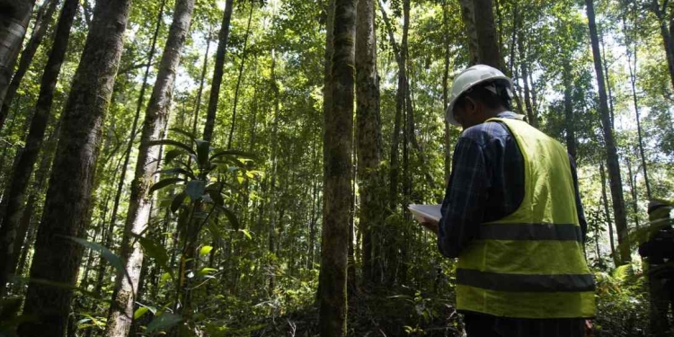 Tim teknis PT GKP sedang memantau hutan di sekitar areal tambang. Foto: Dok istimewa/kendarinesia