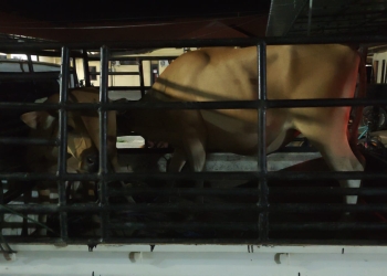 Sapi yang diamakan Polres Konawe dari pelaku pencurian. Foto: Dok Istimewa/kendarinesia