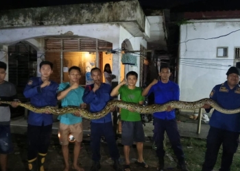 Personel Tim Rescue Damkar Kota Kendari saat berjibaku mengevakuasi ular piton sepanjang 7 meter dari atas plafon rumah warga di Kelurahan Kemaraya, pada Minggu (8/2). Foto: Dok Istimewa/kendarinesia